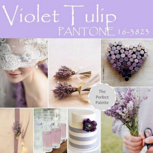 Violet Tulip