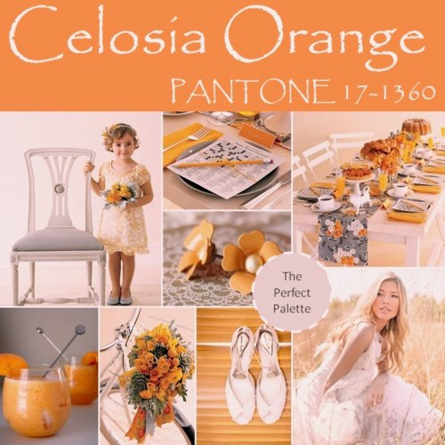 Celosia Orange